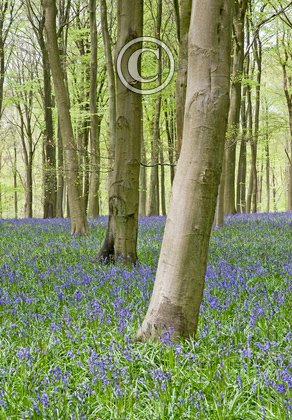 Bluebell Woods DM0423